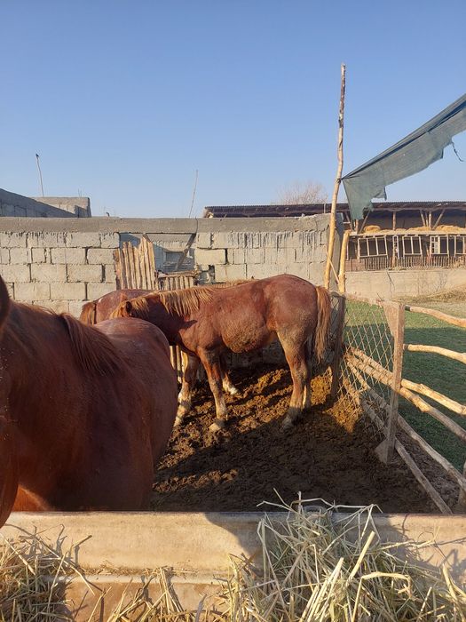 Бокилган тойлар гуштга