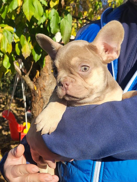 Bulldog francez mascul