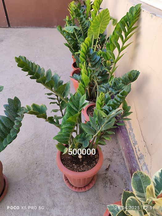 Домашний цветы Замиокалькус Долларовое дерево