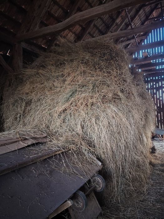 Vând lucernă vărsată