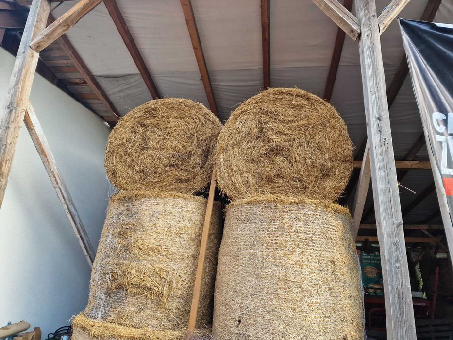 Lucernă coasa a 3-a calitatea I