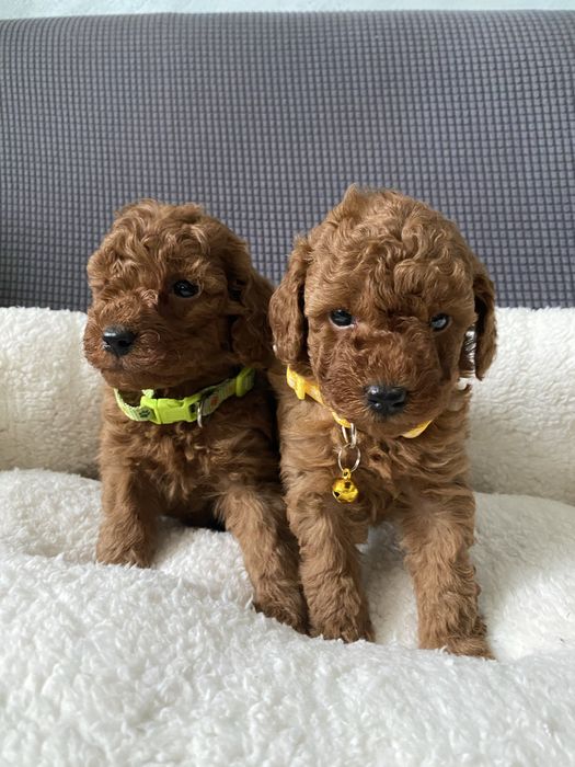 Той пуделчета той