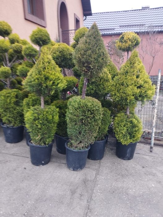 Plante ornamentale pentru amenajarea grădinii