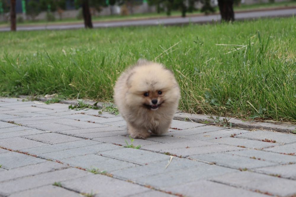 Щенки Шпица продажа