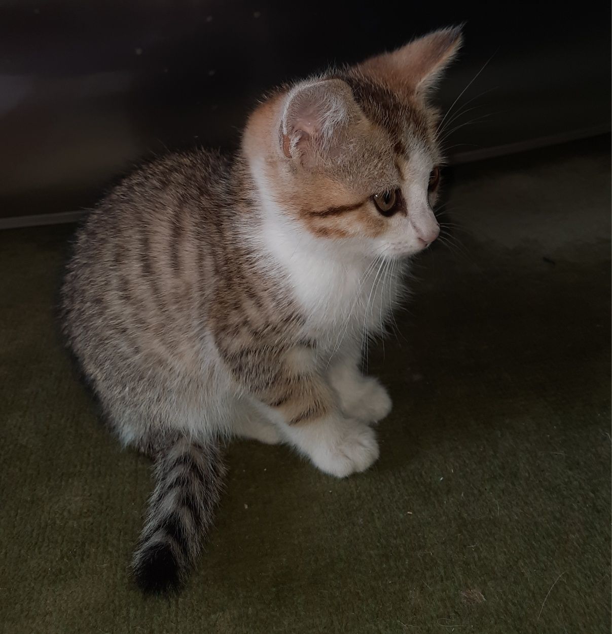 Котенок ищет дом!!!