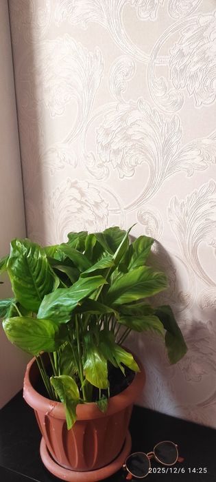 Спатифиллум. Женское счастье.