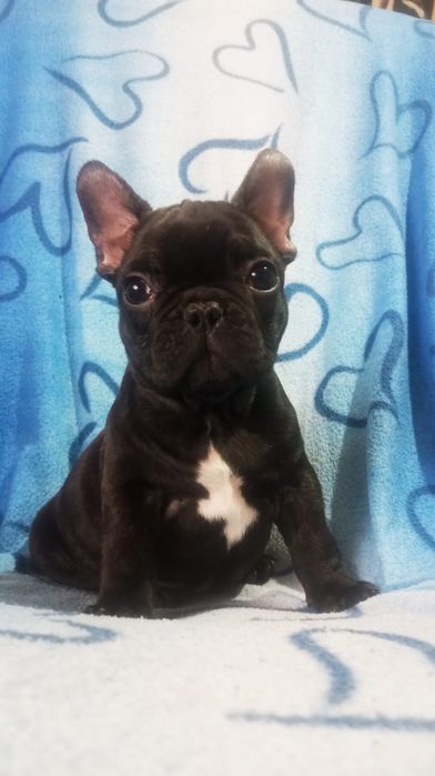 Mascul bulldog francez