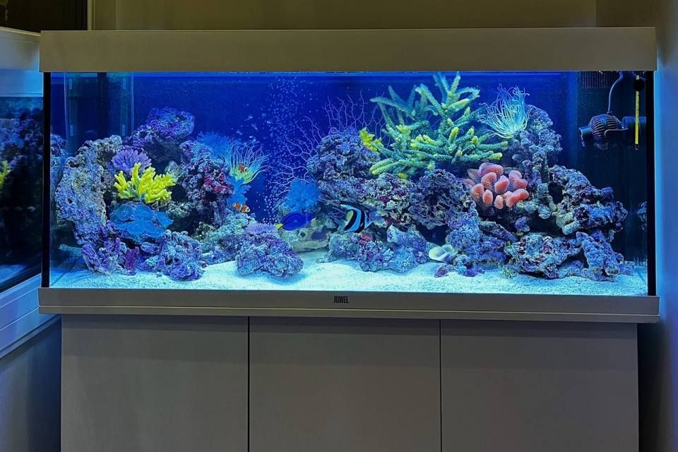 Dengiz akvariumlari tòplami sotiladi