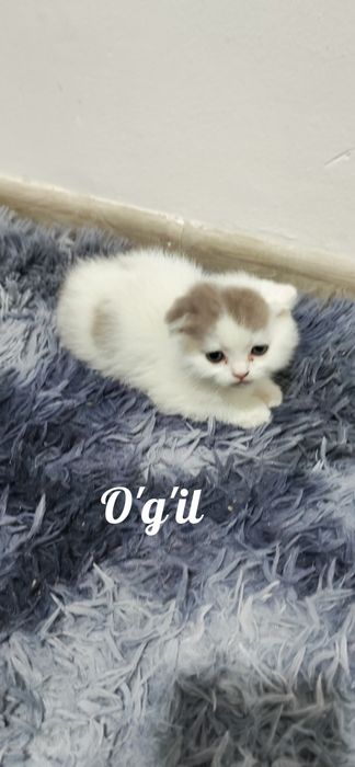 Shatlanisky okras serebrisctiy shinshila heyland bollari