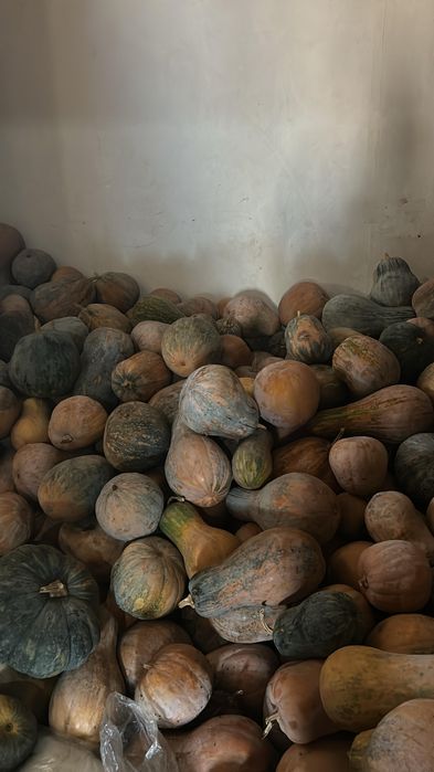 Тыква по 100тг срочно