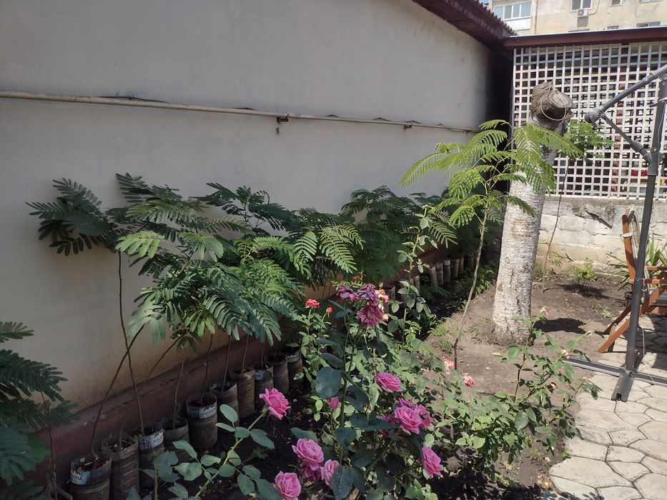 Puiet albizia, arborele de mătase