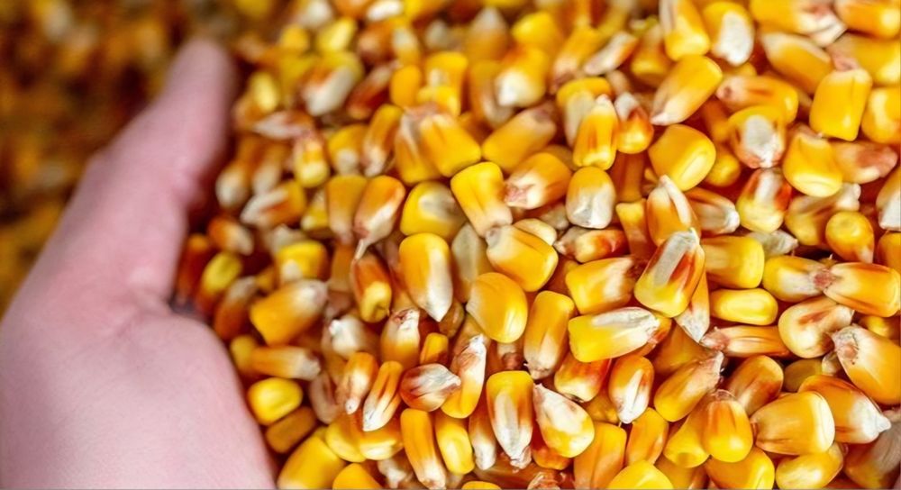 De vânzare grăunțe și baloți din lucernă