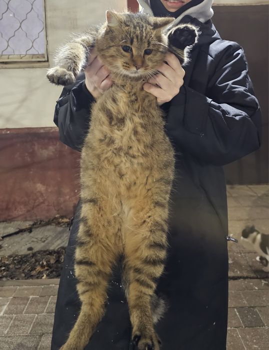 Отдам котика в заботливые руки!