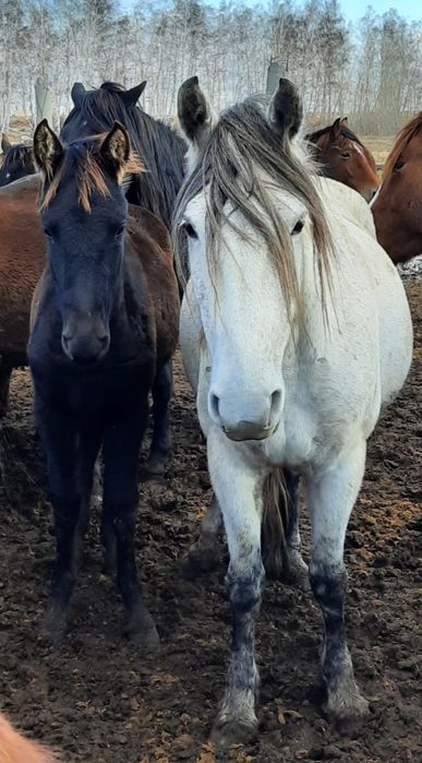 Продам кобылу сжеребенком