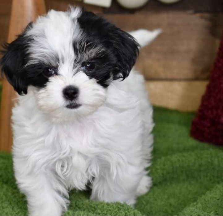 Bichon  havanez băiețel