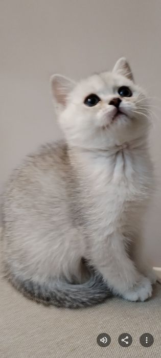 Шиншиллы и белоснежные голубоглазые.