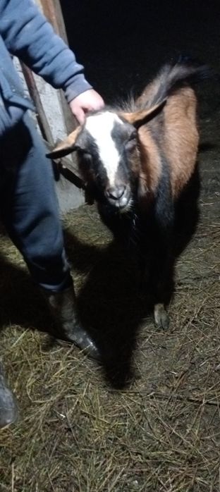 Țap de vânzare mai multe detalii la Nr de tel