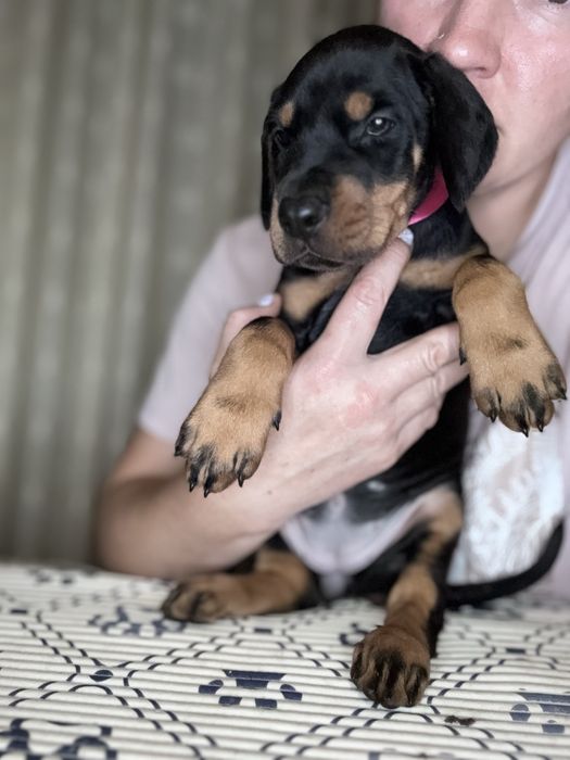 Cățeluș Doberman 9 luni