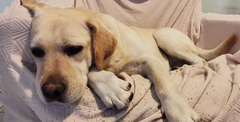 Donez Labrador femela