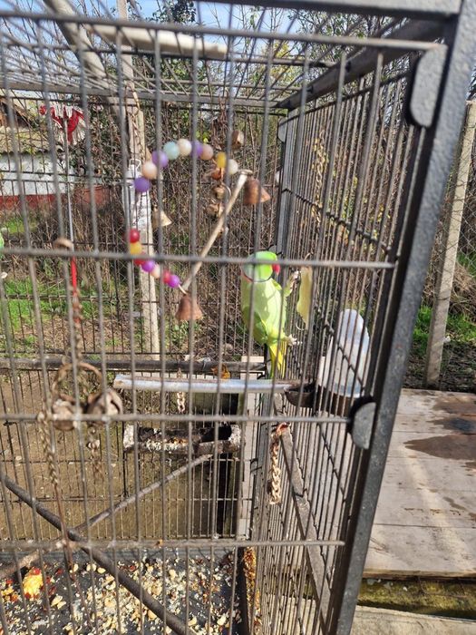 Papagali Micul Alexandru