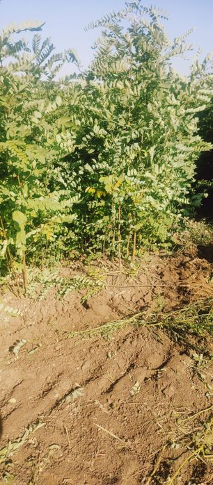 puieți de salcâm pentru împădurirea terenurilor degradate, agricole