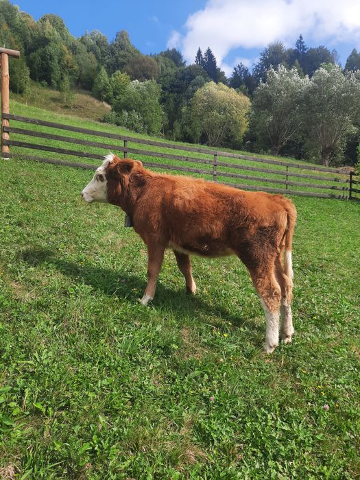 Vaca baltata romaneasca originala de vanzare
