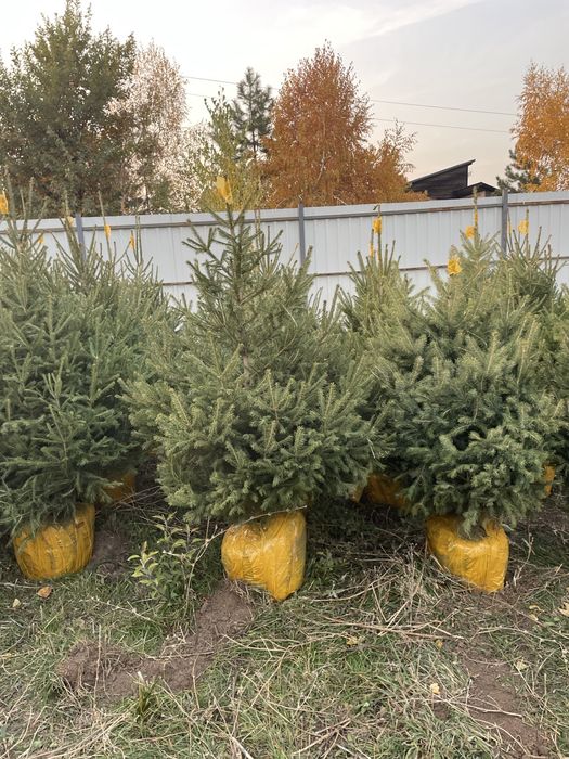 Ель зеленая ель голубая шренка тянь -шанка европеика сибирка ель