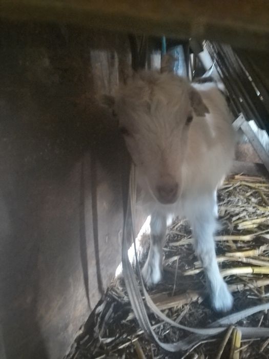 Oaie de vânzare pui