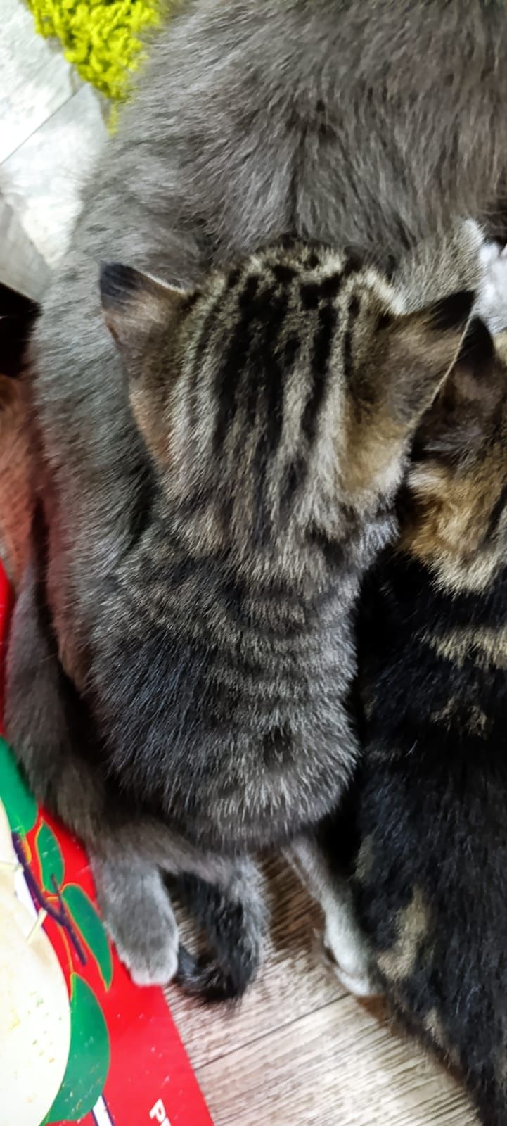 Готовы к продаже котята