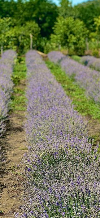 Tufe lavanda an 3