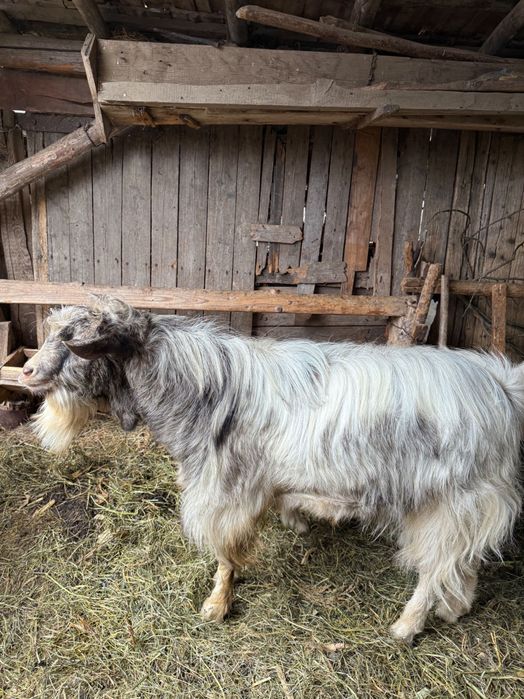 Vând țap tânăr (1 an)