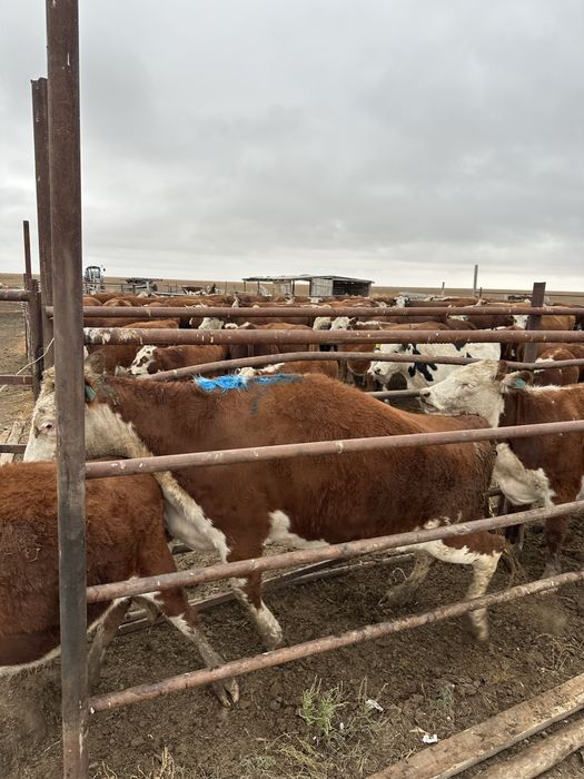 Семіз тоқал сиыр