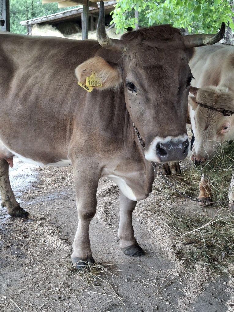 Vaca de 6 ani gestanta 7 luni