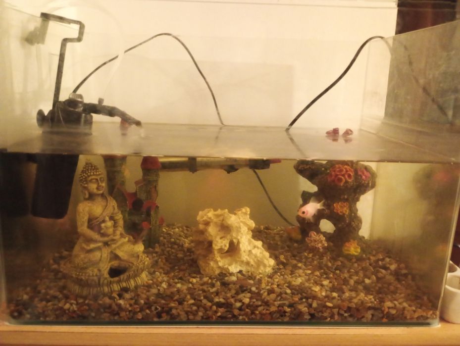 Acvariu cu pești