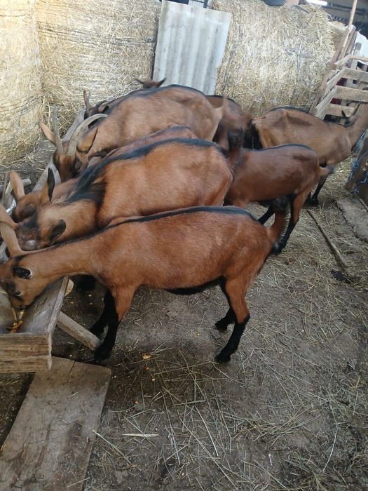 Capre alpina Franceza