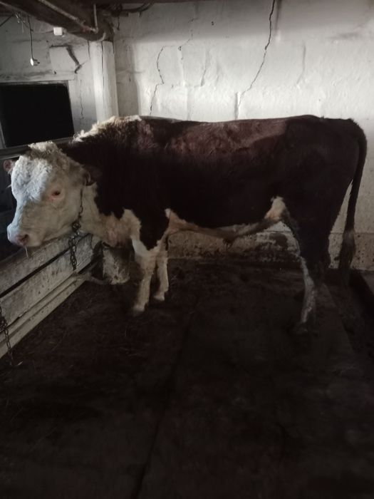 Акбас бык производитель