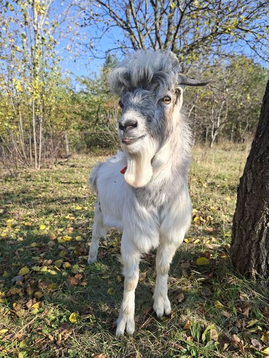 Vând țap și capră cuplu Zara și Massimo