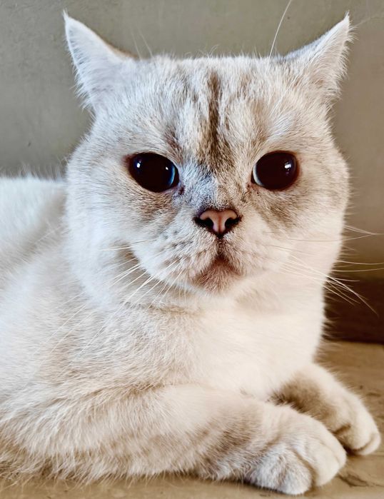 Шотландски клепоухи бебета