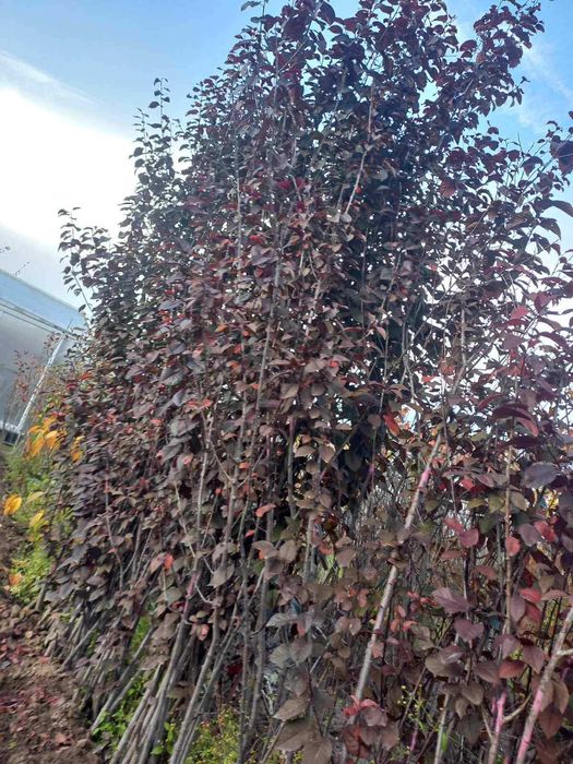 Червенолистна декоративна джанка / слива