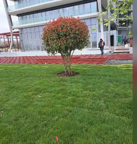 Gazon Rulou, Sisteme de irigare