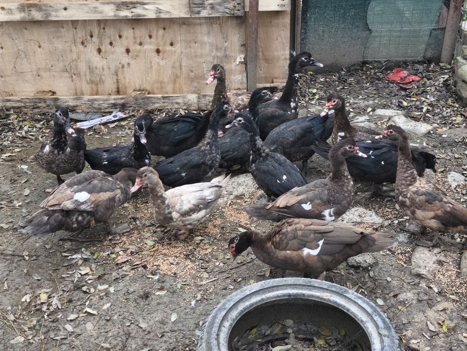 Vând rațe leșești