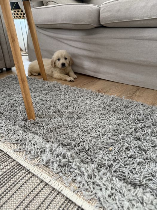 De vanzare Golden Retriever certificat Pedigree FCI cu teste la zi