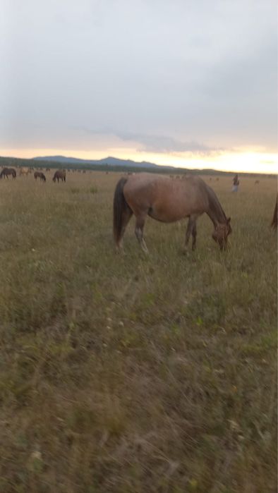 Продам лошадь 9 лет