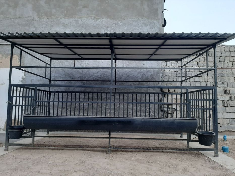 Qoy hona yeğiladigan