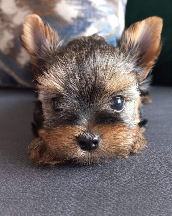 Yorkshire terrier talie mica