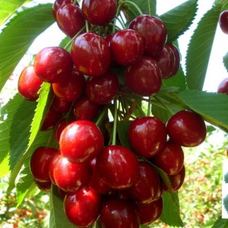 Pomi fructiferi : Cireș soiul George