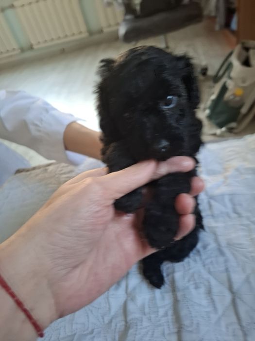 Продается той пудели