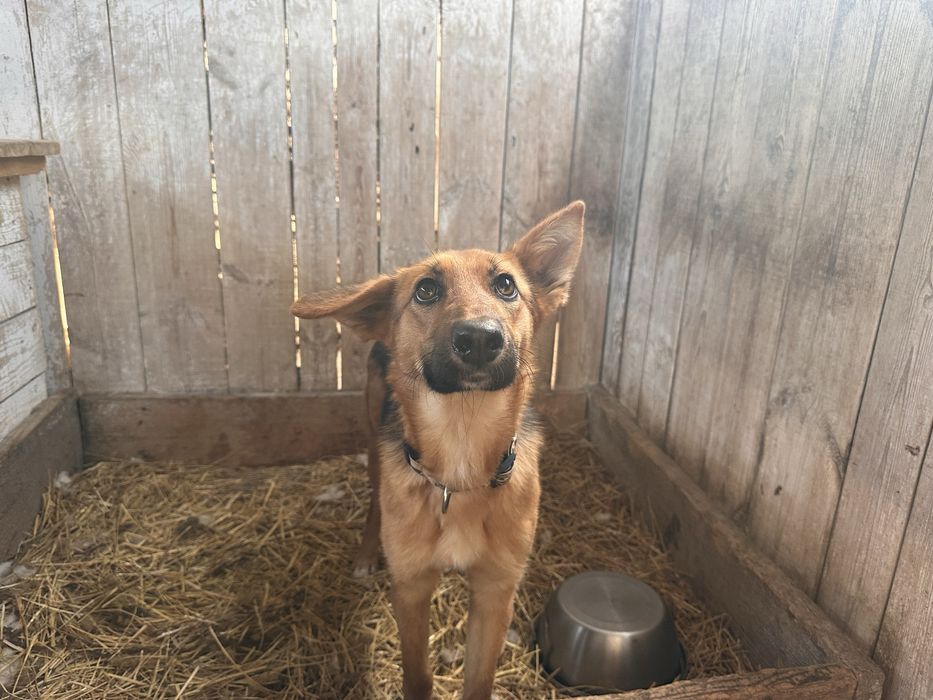 Собачка в поске любящего дома