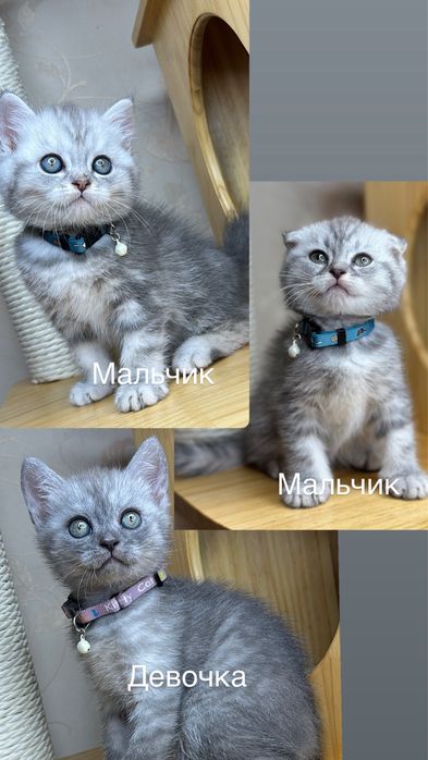 Чистакровные скотиш фолд  и страйт с паспортом