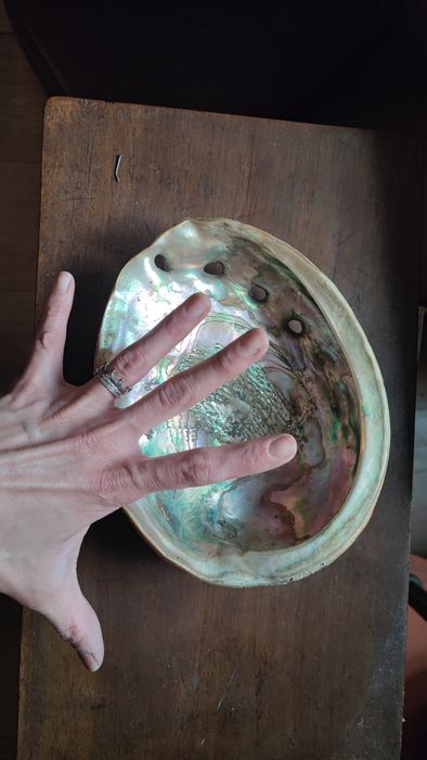 Мида декоративна